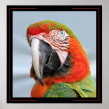 Pretty Bird Print