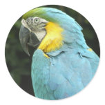 Pretty Bird stickers