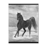 Pretty black horse Postcard