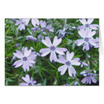 Pretty Blue Creeping Phlox Cards