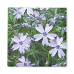 Pretty Blue Creeping Phlox Magnets