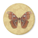 Pretty Brown Butterfly on Vintage Beige Floral Refrigerator Magnets