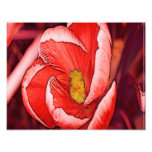 Pretty Coral Crocus Flower Photo
