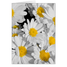 Pretty Daisies Greeting Card