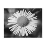 Pretty Daisy postcards