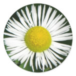 Pretty Daisy stickers