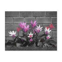 Pretty floral post card