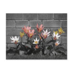 Pretty floral post card