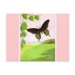 Pretty Green Vintage Butterfly postcards