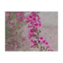 pretty in pink flowers postcard