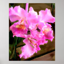 Pretty in Pink Orchids