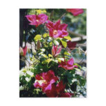 Pretty in Pink postcards