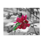 Pretty in Pink postcards