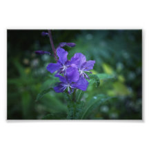 Pretty in Purple Photograph