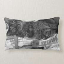 Pretty Kitty Bright Eyes bw/American MoJo Pillows