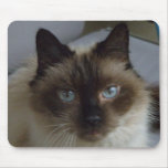 Pretty Kitty Mousepad