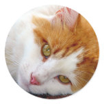 Pretty Kitty stickers