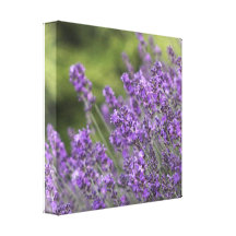 Pretty Lavender Fields Canvas Print