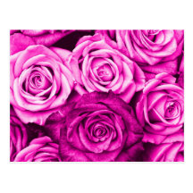 Pretty Magenta Pink Roses Flower Bouquet Postcard