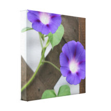 Pretty Morning Glories Canvas Print