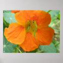 Pretty Orange Nasturtium Flower Print