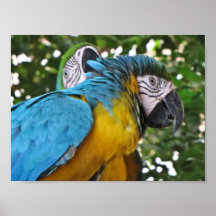 Pretty Parrots Posters
