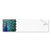 Pretty Peacock Bumper Sticker