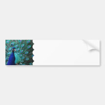 Pretty Peacock Bumper Sticker
