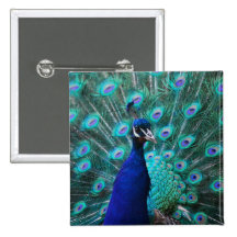 Pretty Peacock Pin