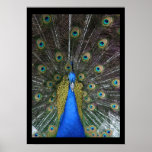 Pretty Peacock posters