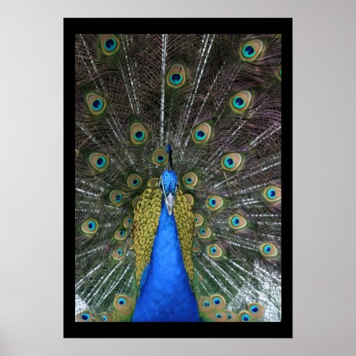Pretty Peacock Poster