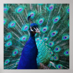 Pretty Peacock Poster posters