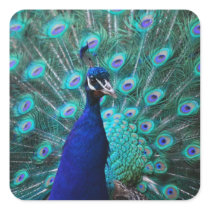 Pretty Peacock Sticker