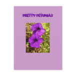 Pretty Petunias postcards