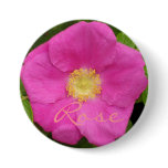 Pretty Pink Beach Plum Rose