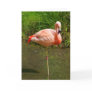 Pretty Pink Flamingo Customisable Greeting Cards