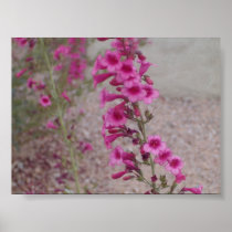 pretty pink flowers print
