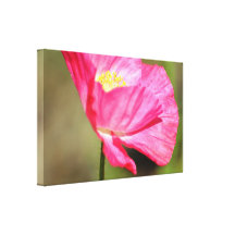 Pretty Pink Poppy Canvas Print
