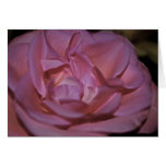 Pretty pink rose and meaning cards