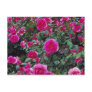 Pretty pink roses on bush post card