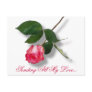 Pretty pink single rose postcards