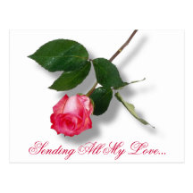 Pretty pink single rose postcards
