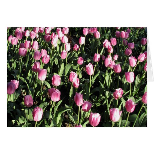 Pretty pink tulip garden card