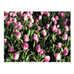 Pretty pink tulip garden post cards