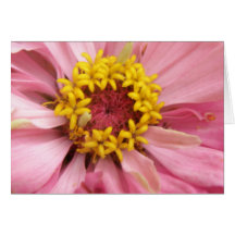 Pretty Pink Zinnia Greeting Card