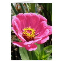 Pretty Pink Zinnia Greeting Card