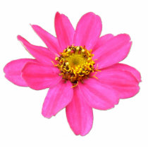 Pretty Pink Zinnia Photo Sculpture Pin