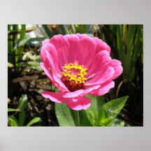Pretty Pink Zinnia Print