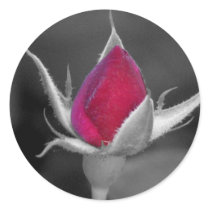 Pretty Red Rose Round Stickers
