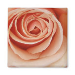 pretty rose magnet